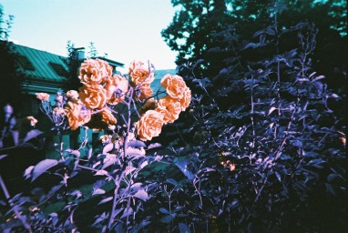 LOMOGRAPHY SIMPLE USE CAMERA - LOMOCHROME PURPLE