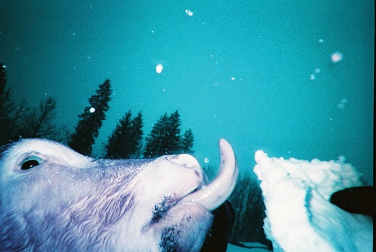 LOMOGRAPHY SIMPLE USE CAMERA - LOMOCHROME PURPLE