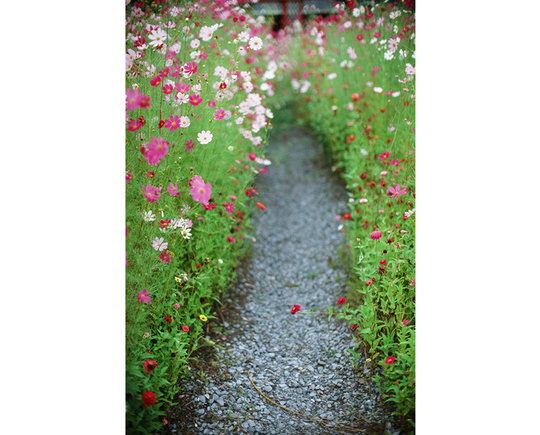 Kodak Ektachrome 100D | Super 8 Film